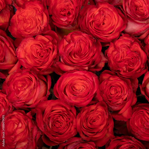 background texture red roses