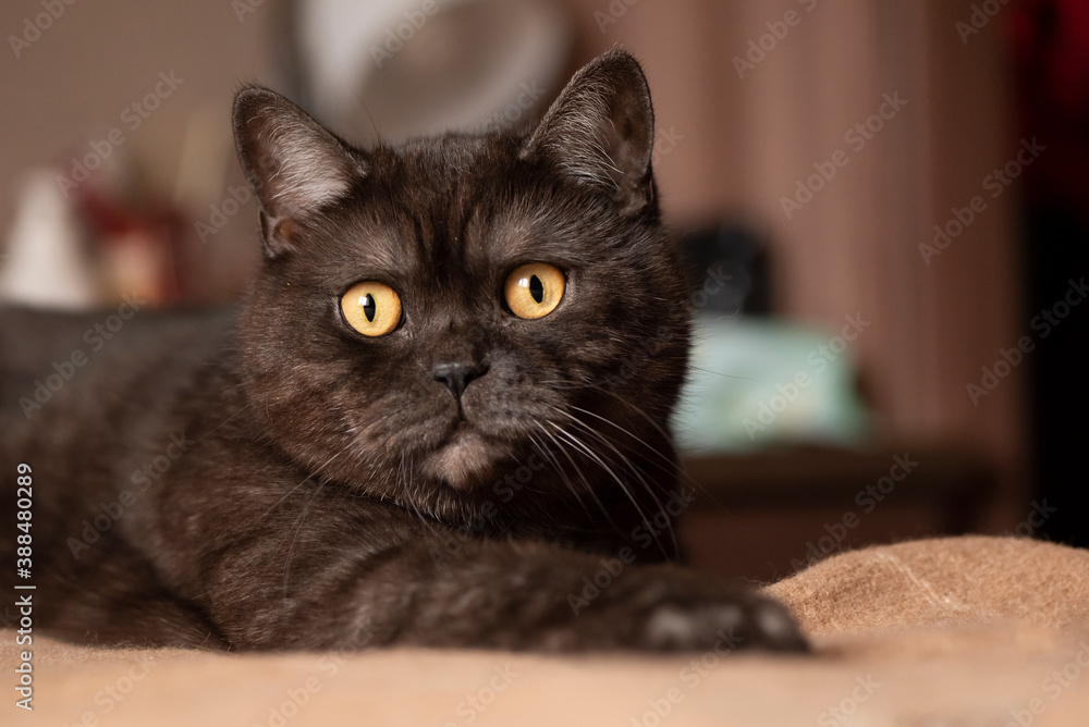 Black scottish straight breed cat with yellow eyes laying on the bed in bedroom