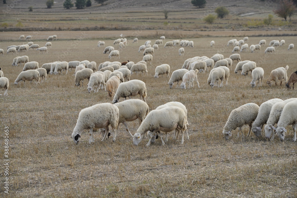 Flock with sheep grazing in a meadow in the mountains Flock with sheep grazing in a meadow in the mountains
