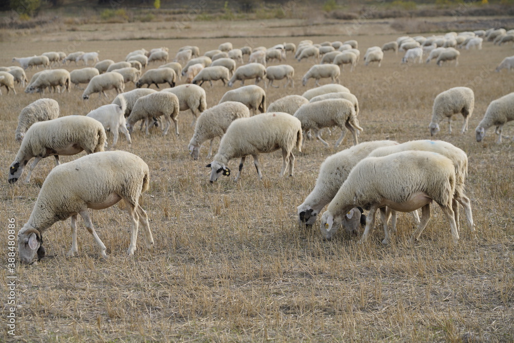Flock with sheep grazing in a meadow in the mountains Flock with sheep grazing in a meadow in the mountains