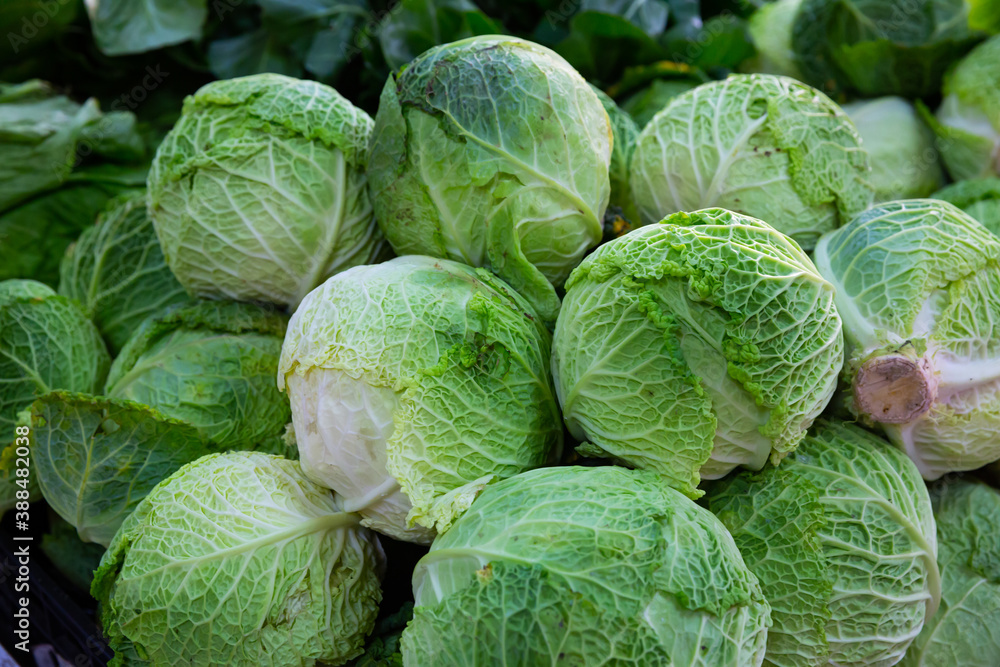 Fototapeta premium Closeup of fresh savoy cabbages. Vegetable background. Vegetarian food concept