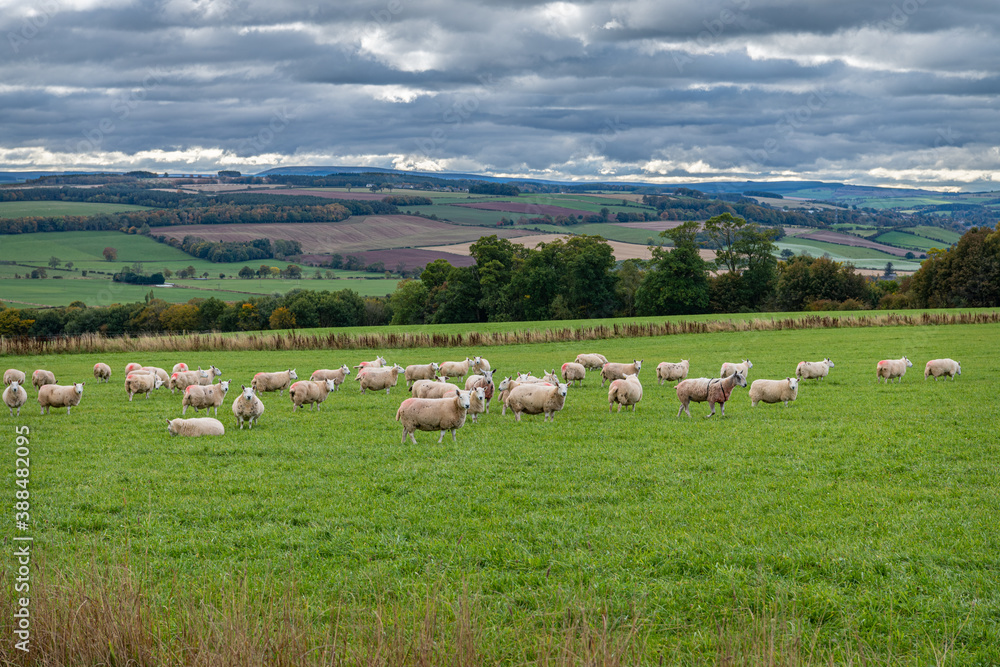 Sheep Grazing in the Scottish Borders