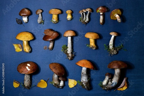Laying taiga different mushrooms in three rows on a blue dark background.