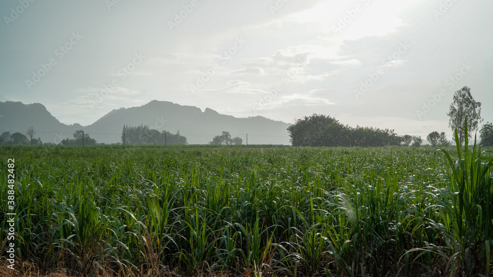 Obraz premium The Mountains In Spring Before Or After Rain