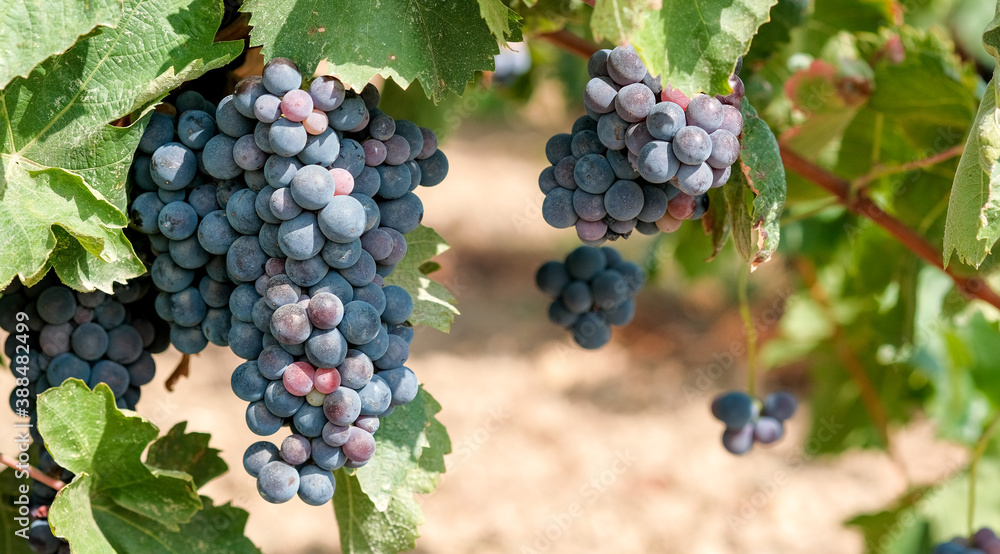 Bunches of ripe blue wine grapes on green leaves background. Beautiful bouquet of ripe blue wine grapes with copy space. Plantation of vines in sunny day. Autumn harvest in vineyard in Europe. 