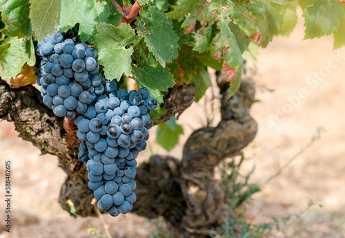 Grapevine with berries and grape leaves on old vine trunk background. Beautiful bouquet of ripe blue wine grapes. Plantation of vines. Autumn harvest in vineyard in Europe, Spain.