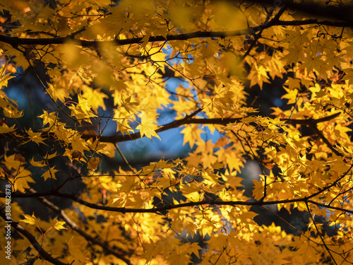 秋になり金色に染まった樹木の葉