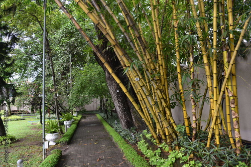 Bamboo Walkway