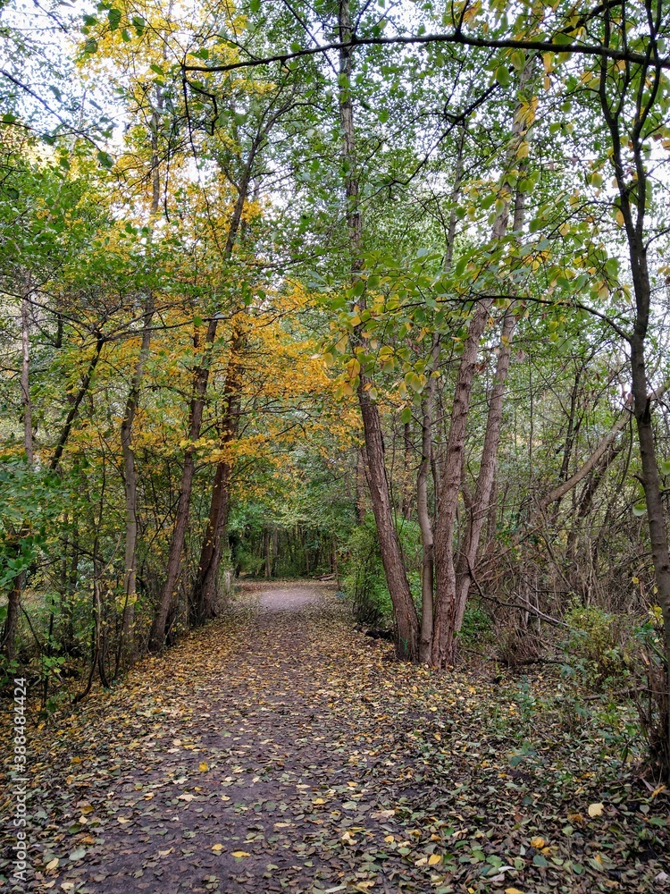 path in the forest path in the forest