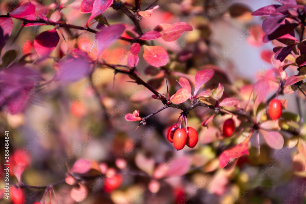 Bright foliage colors in Autumn, Riehen Switzerland Bright foliage colors in Autumn, Riehen Switzerland