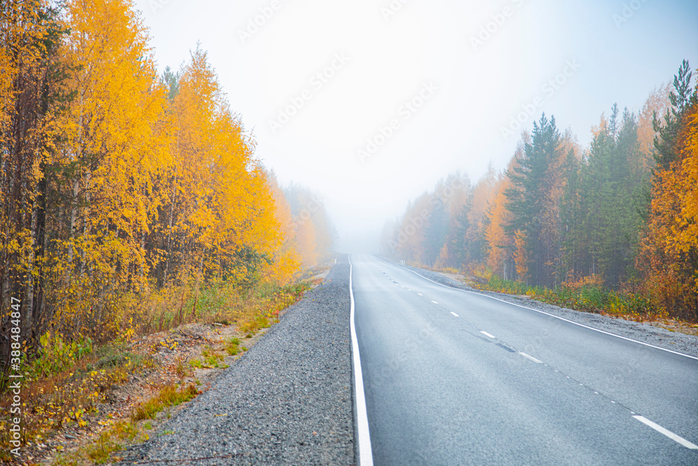 Asphalt road in the autumn foggy forest. Travels.