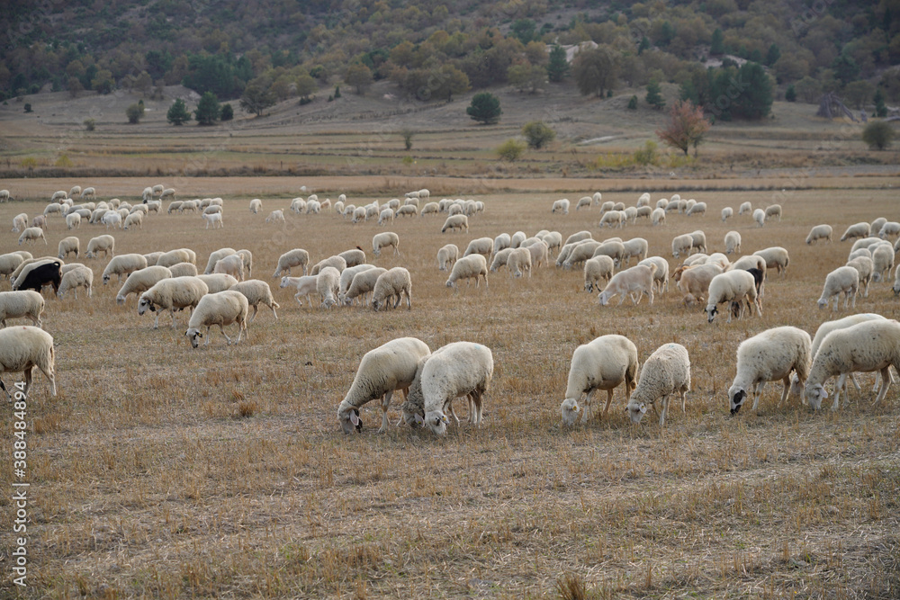 Flock with sheep grazing in a meadow in the mountains