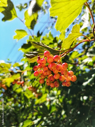 red berries on a branch