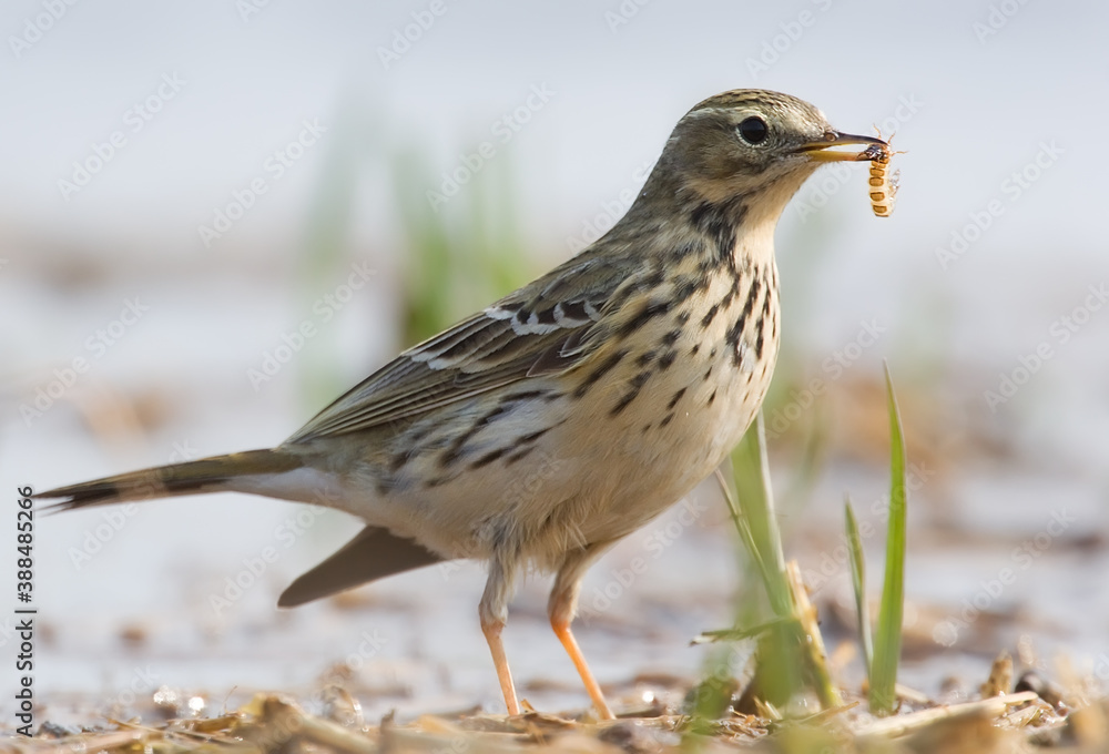 Meadow pipit. Bird in spring. Anthus pratensis Meadow pipit. Bird in spring. Anthus pratensis