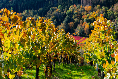 Fototapeta Naklejka Na Ścianę i Meble -  Vineyards at autumn time with colorful leaves in the sunshine