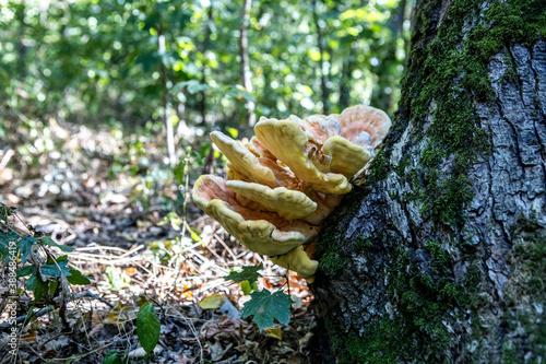 Yellow mushrooms grow on a tree in the autumn forest