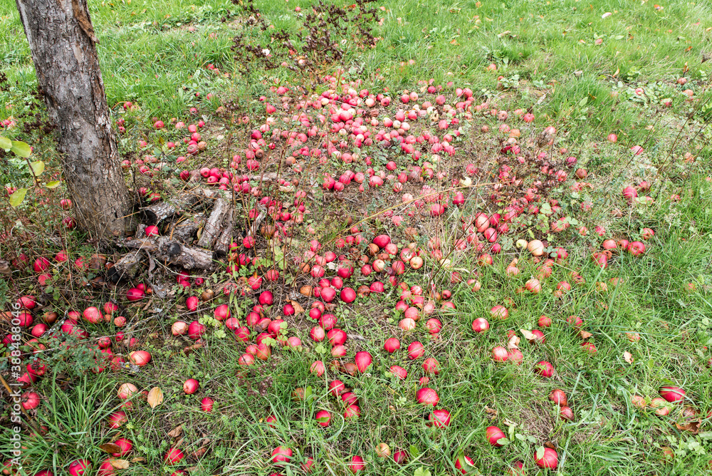 red apples rotten on ground of meadow with scattered fruit trees