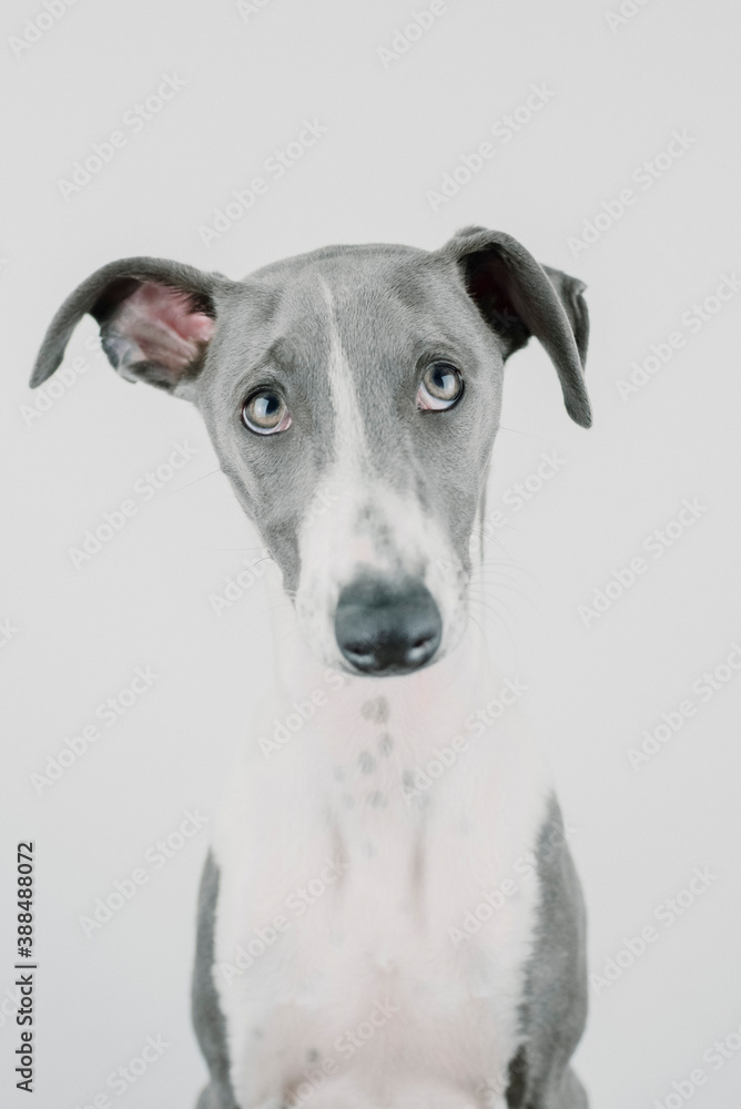 A small gray whippet in the studio

