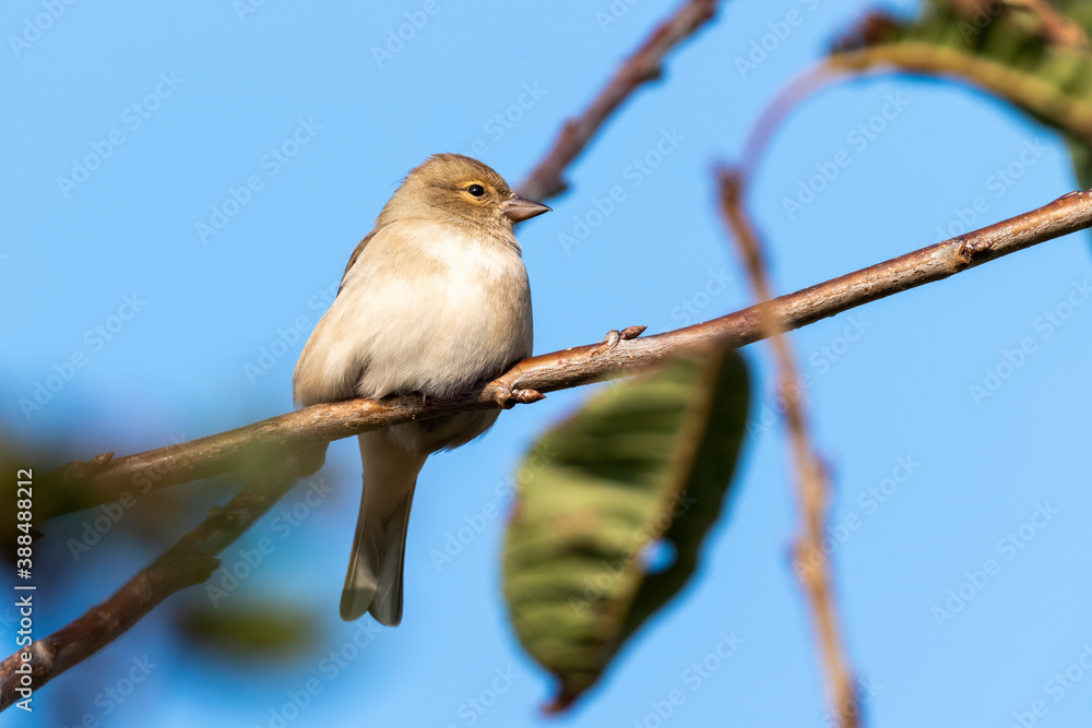 Hedge sparrow or Dunnock, (Prunella modularis) bird perched on a shrub branch which is a common garden songbird bird found in the UK and Europe stock photo image Hedge sparrow or Dunnock, (Prunella modularis) bird perched on a shrub branch which is a common garden songbird bird found in the UK and Europe stock photo image