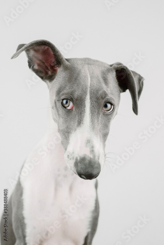 A small gray whippet in the studio   © Alina