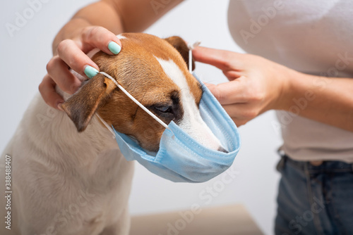 A woman puts a medical mask on a dog © Михаил Решетников