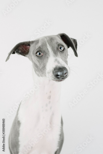 A small gray whippet in the studio   © Alina