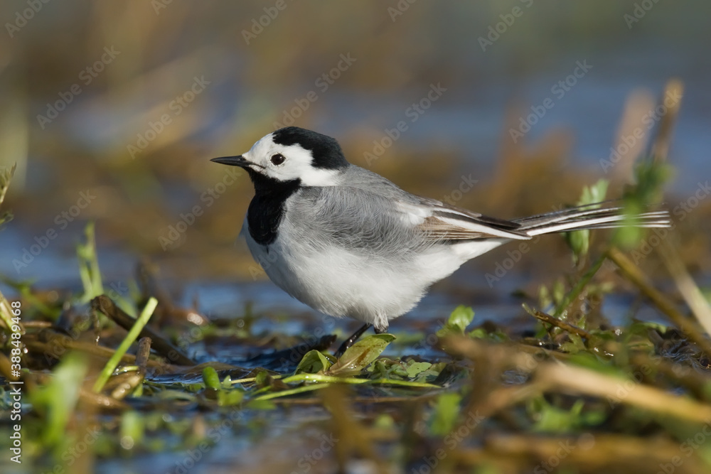 White wagtail. Bird. Motacilla alba White wagtail. Bird. Motacilla alba