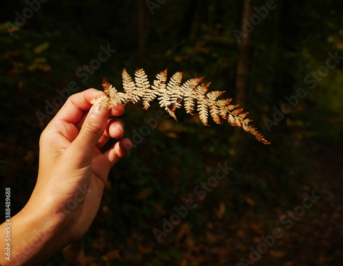 Child's hand holding a dry fern leaf during the fall season