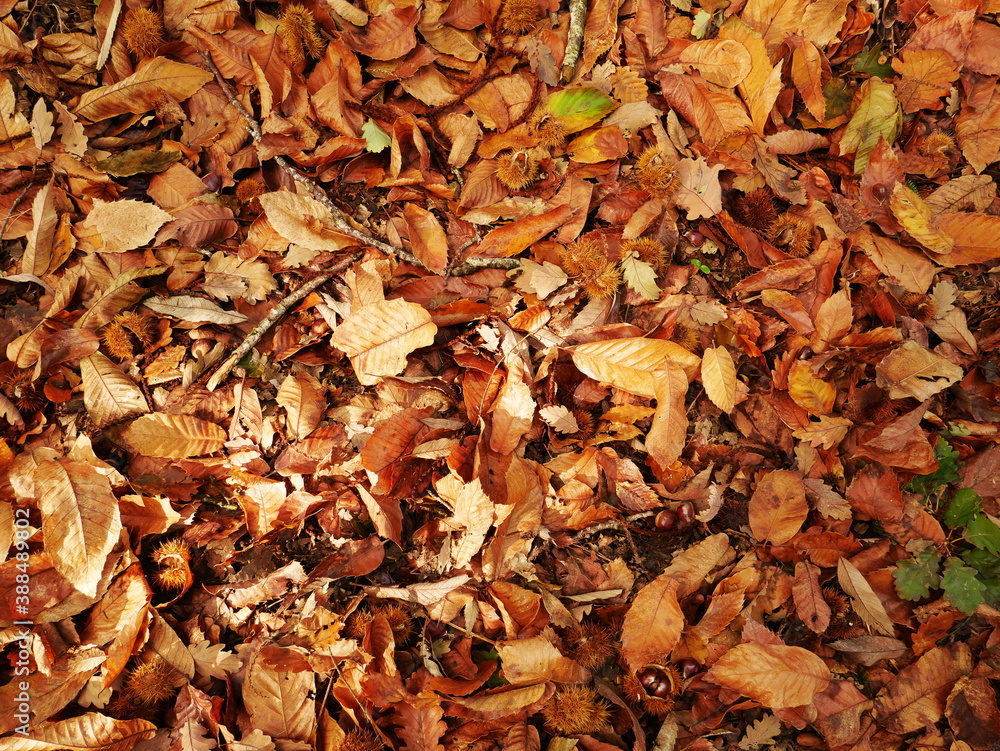 Background autumn leaves in the forest