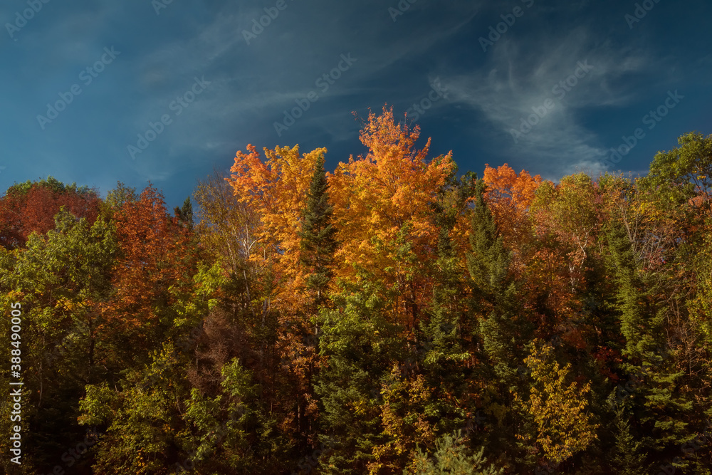 Colorful autumn forest against the blue sky. Multicolored trees on a sunny autumn day.