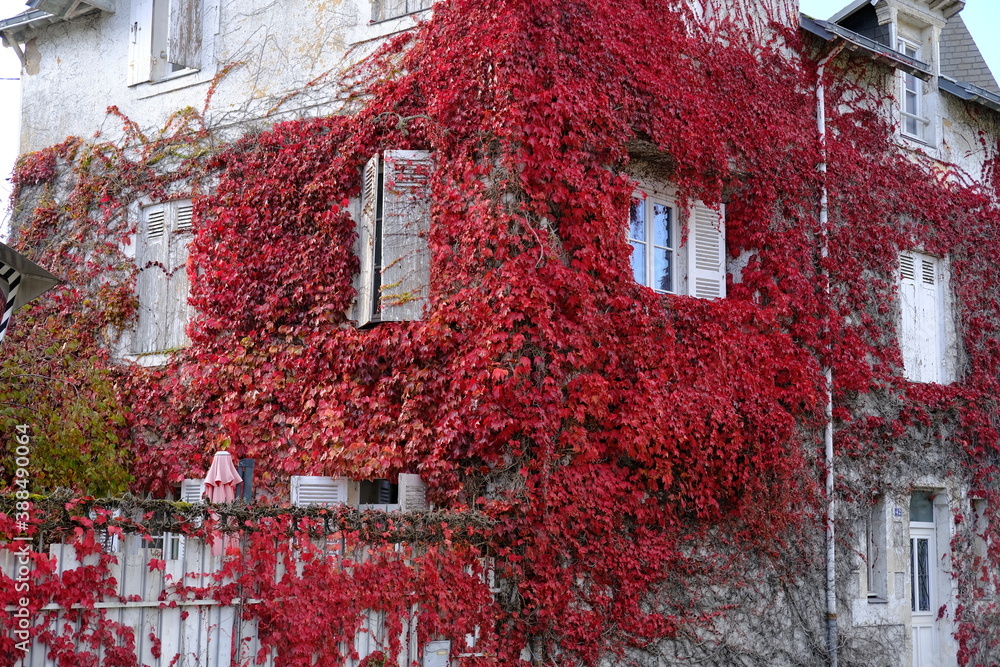 A red virginia creeper on a white house