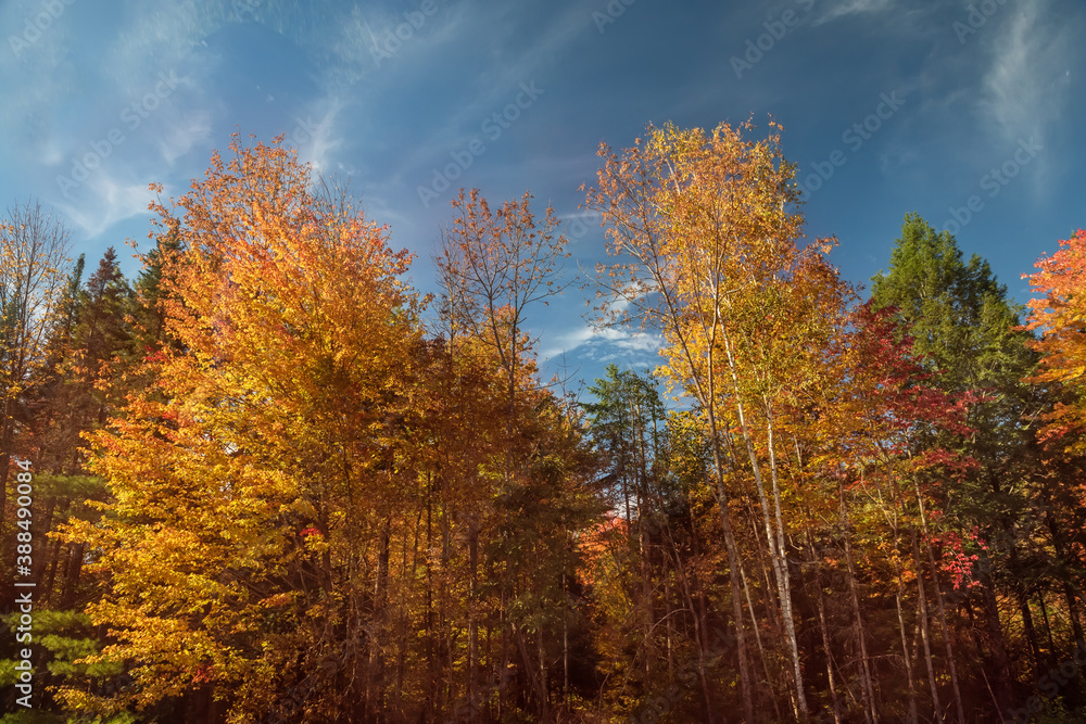 Fototapeta premium Colorful autumn forest against the blue sky. Multicolored trees on a sunny autumn day.