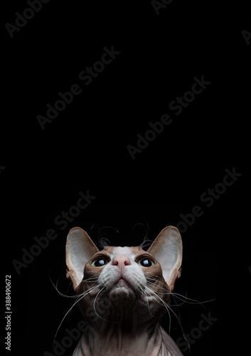 
Sphynx cat looks up. On a black background. The gaze is riveted to the center of the image.