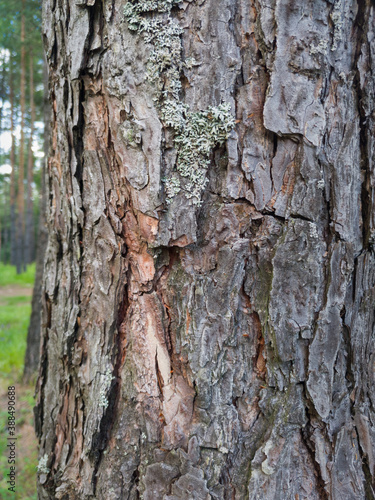 Detail of pine wood, bark texture in layers with moss and abstract shapes in nature.