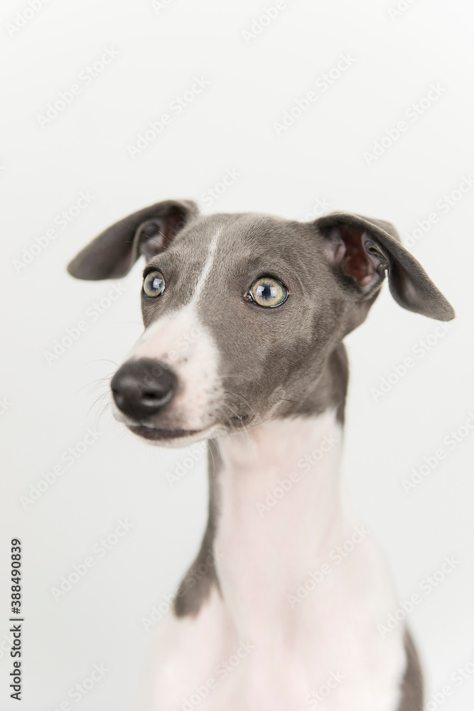 A small gray whippet in the studio