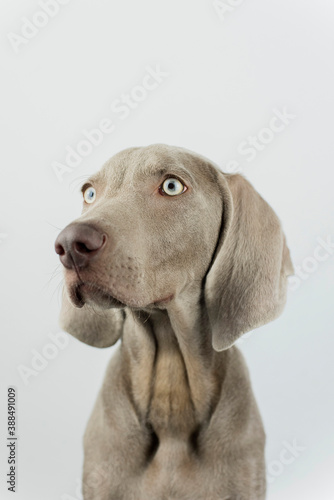 A little weimaraner in the studio