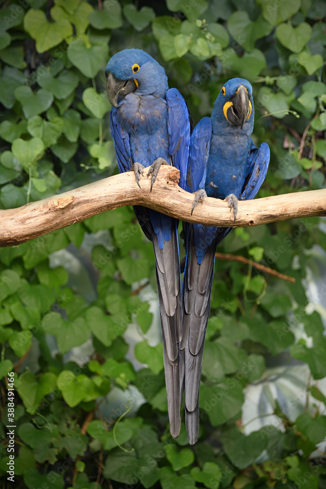 Obraz premium Hyacinth macaw couple perched on branch