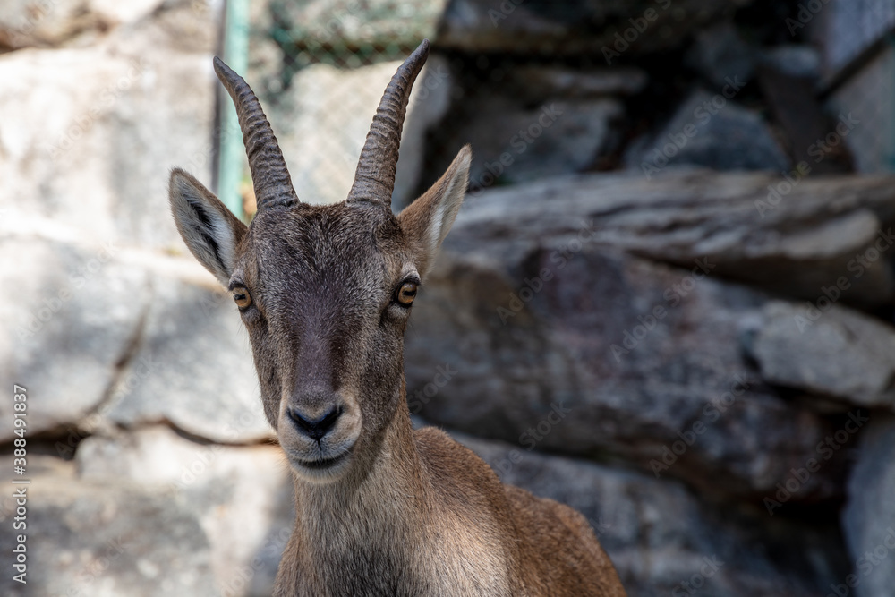 The Alpine ibex (Capra ibex), also known as the steinbock, bouquetin, or simply ibex, is a species of wild goat that lives in the mountains of the European Alps. Female specimen.