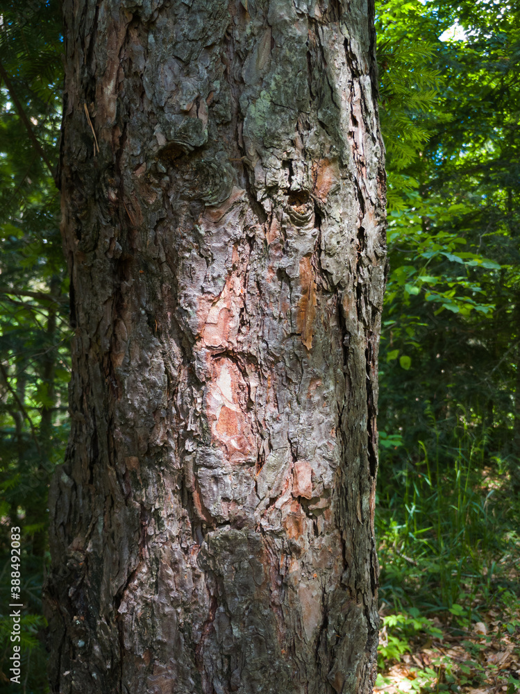 Bark texture and abstract shapes on a pine tree in an evergreen forest in sunlight. Bark texture and abstract shapes on a pine tree in an evergreen forest in sunlight.