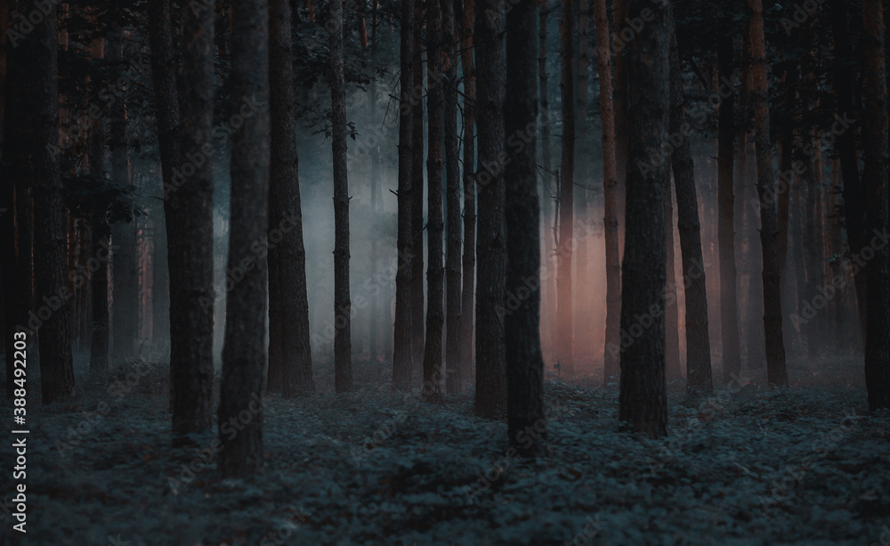 fog in the forest fog in the forest