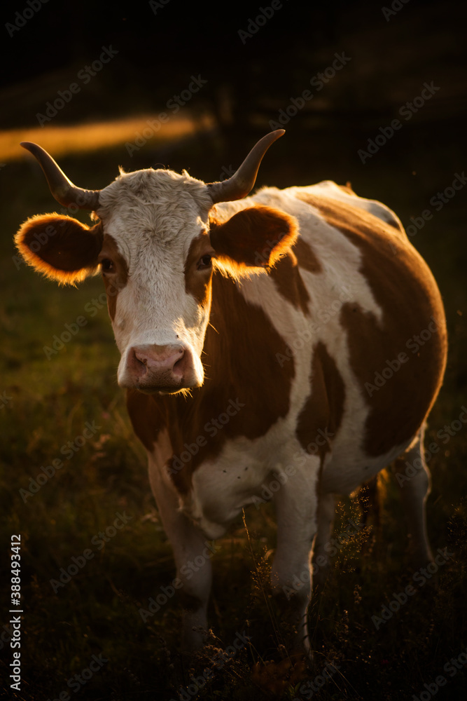 Cows grazing at sunset
