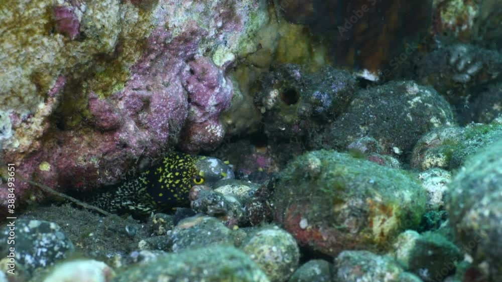 Snowflake Moray - Echidna nebulosa. The underwater world of Tulamben, Bali, Indonesia. 4k underwater video. Snowflake Moray - Echidna nebulosa. The underwater world of Tulamben, Bali, Indonesia. 4k underwater video.