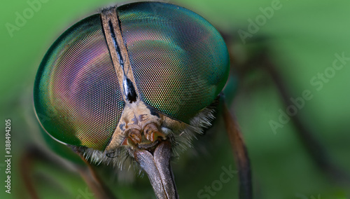 black soilder fly macro photo