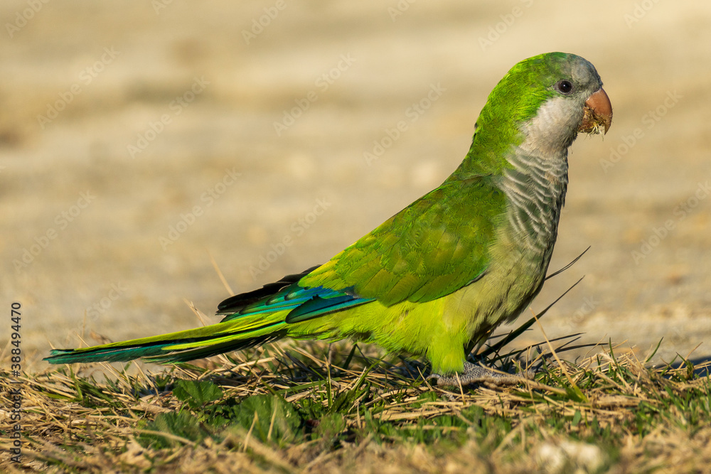 Monk Parakeet Myiopsitta monachus Costa Ballena Cadiz Monk Parakeet Myiopsitta monachus Costa Ballena Cadiz