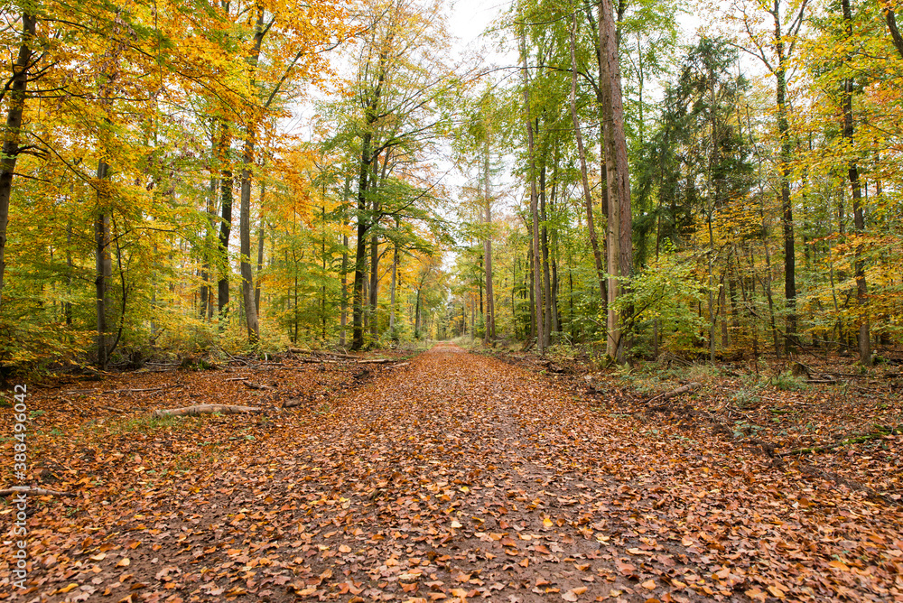path through autumnal forest beech leaves on ground path through autumnal forest beech leaves on ground