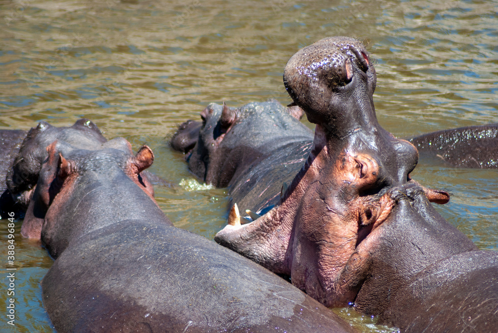 Fototapeta premium hippo in the water