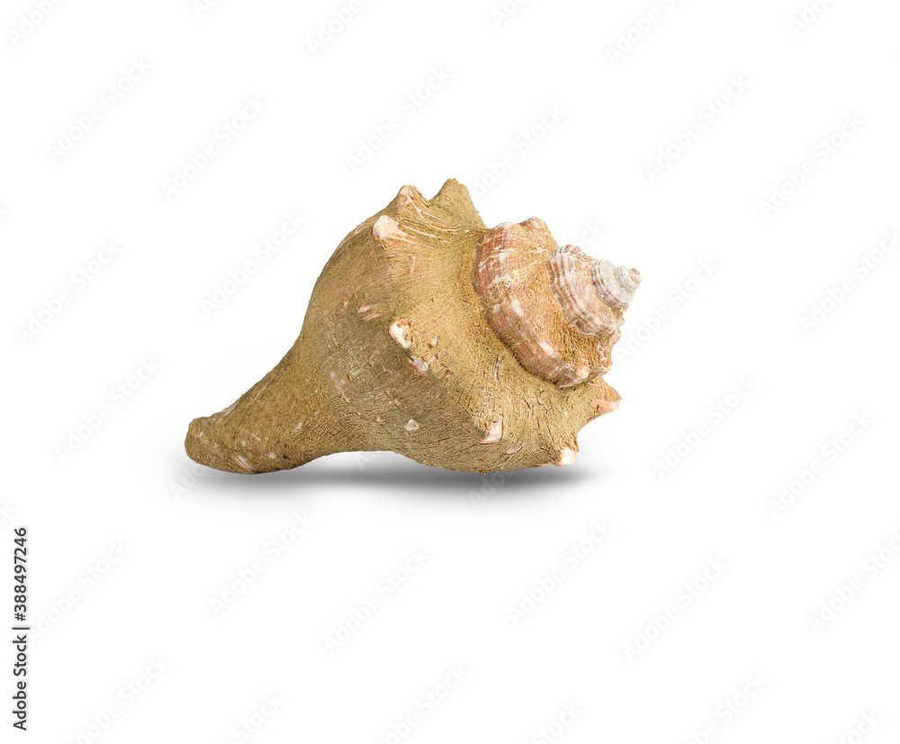 Isolated image of an empty conch shell an animal from the sea, ocean found on a white background beach with clipping path. Isolated image of an empty conch shell an animal from the sea, ocean found on a white background beach with clipping path.