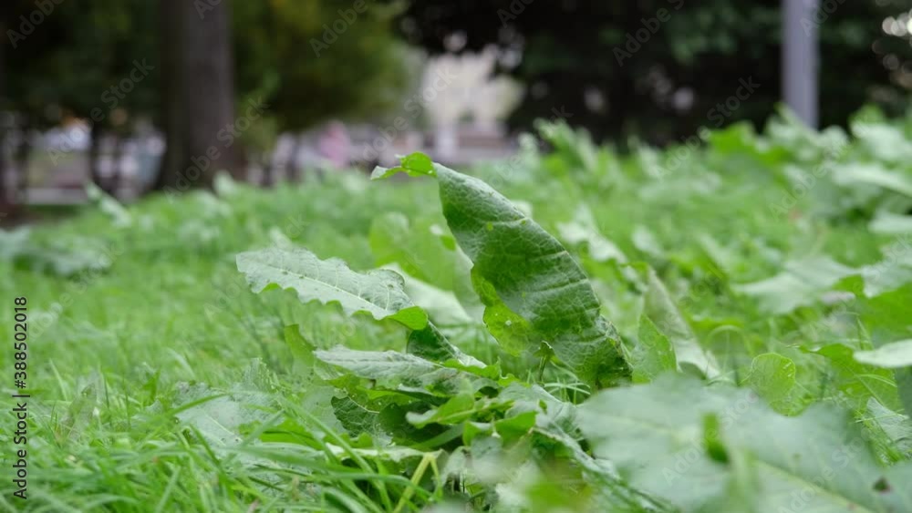 Horseradish leaves fluttering in the wind from a strong wind in autumn Horseradish leaves fluttering in the wind from a strong wind in autumn
