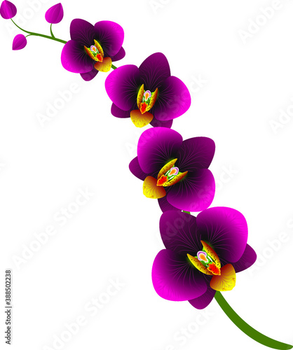 The branch of orchids