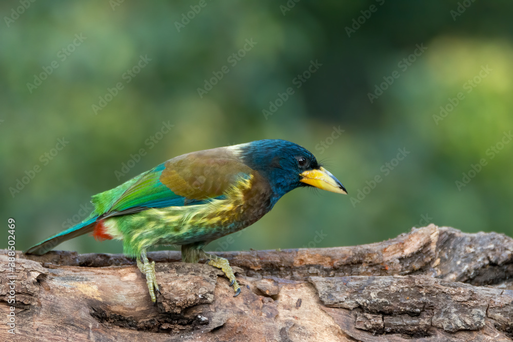 Fototapeta premium Great Barbet resting on a tree log